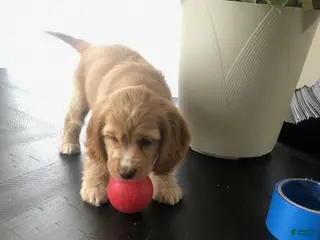 Cocker Spaniel dogs for sale: Cocker Spaniel Puppy 5 - Ad 2