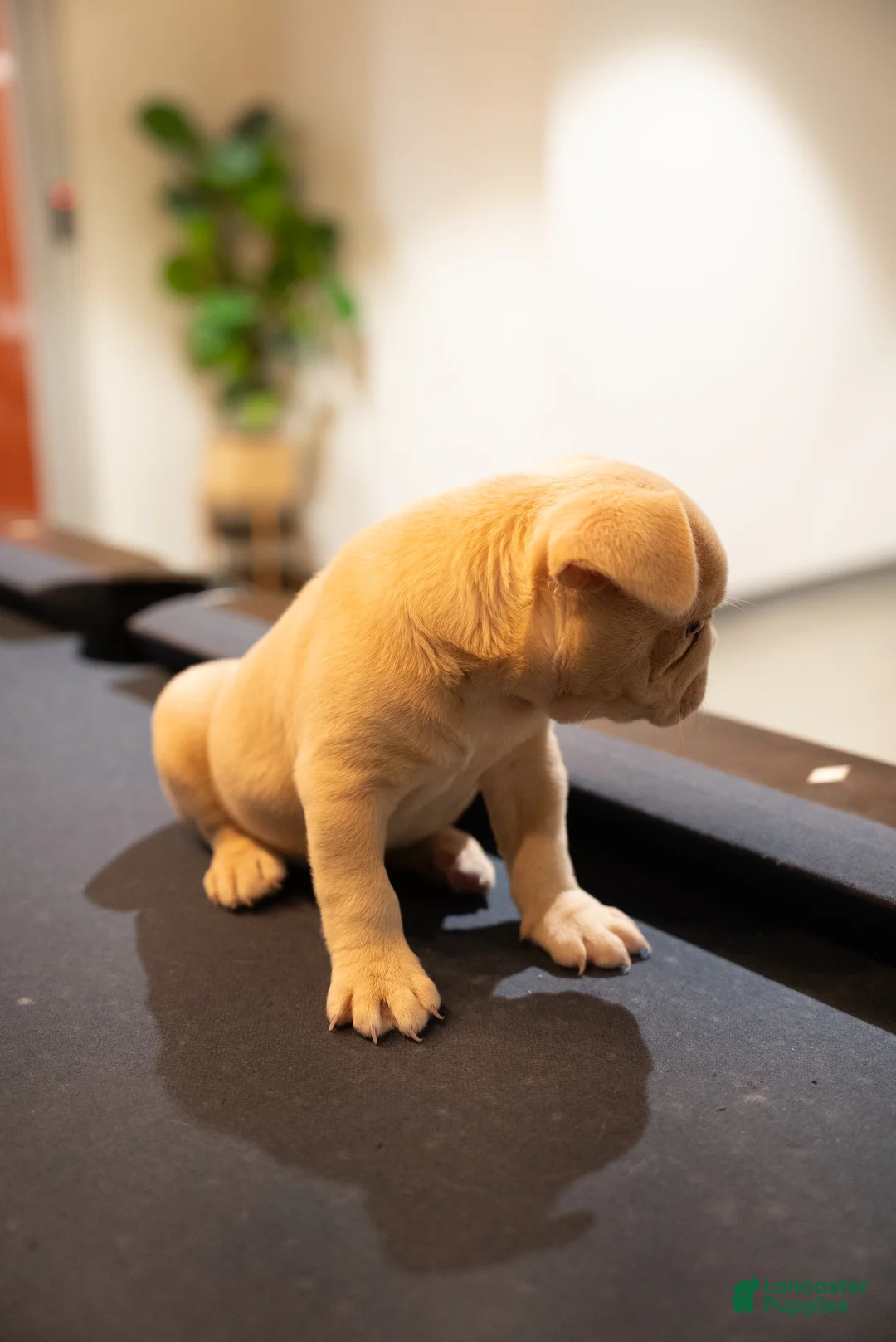 French Bulldog dogs for sale: Blu - Ad 2