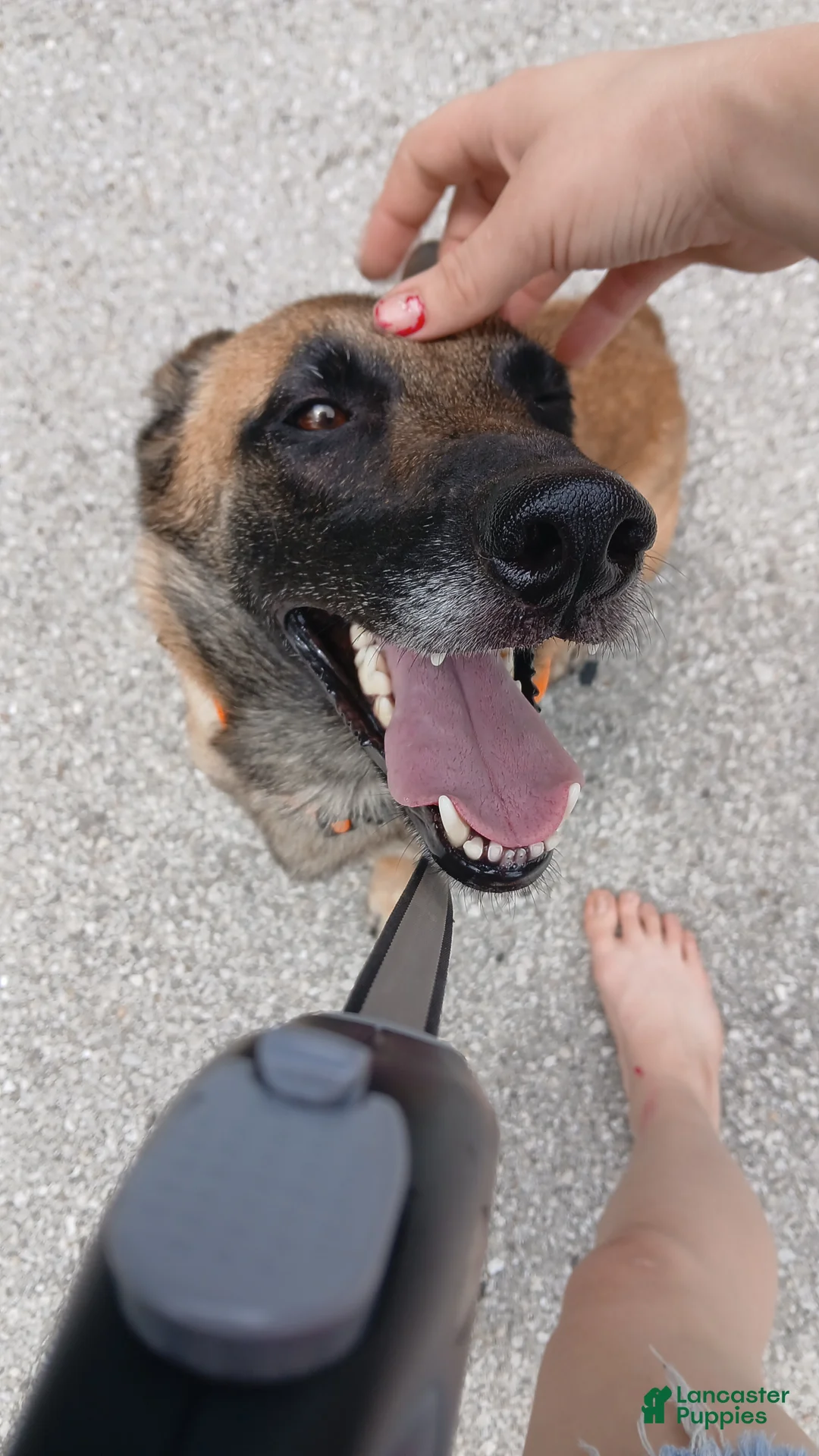 Belgian Malinois dogs for sale: Belgian Malinois 3 - Ad 2