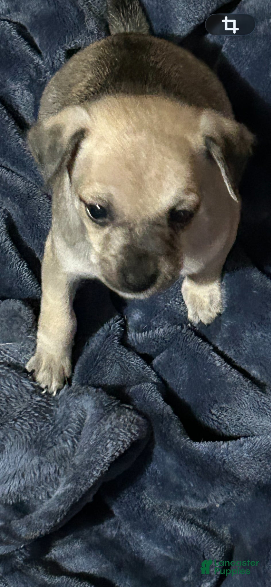 Mixed Breed dogs Mixed Breed Puppy 2 - Ad 6