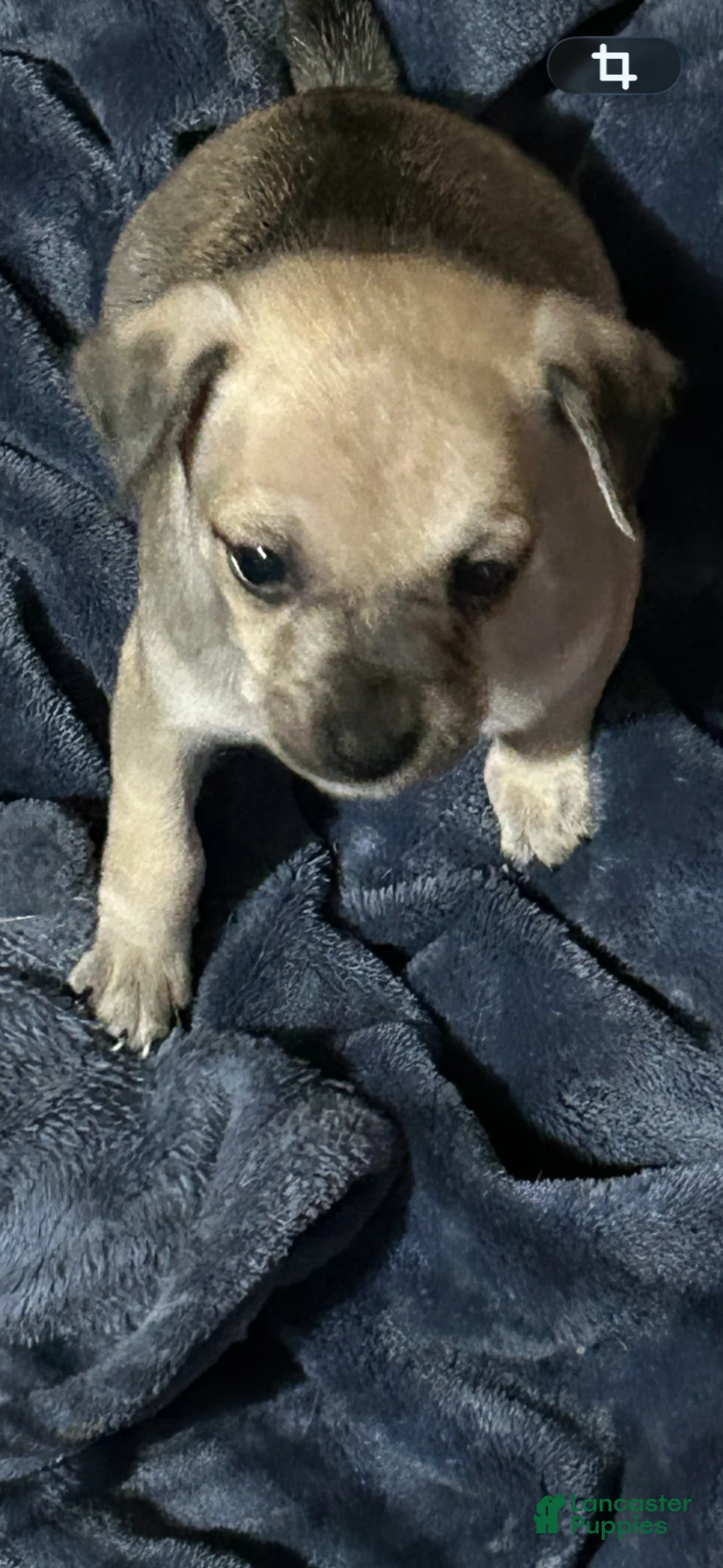 Mixed Breed dogs for sale: Mixed Breed Puppy 2 - Ad 1