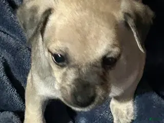 Mixed Breed dogs Mixed Breed Puppy 2 - Ad 6