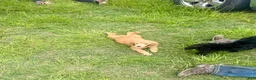 Standard Poodle dogs for sale: Green - Ad 2