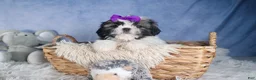 Shih Tzu dogs for sale: BAILEY - Ad 9