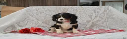 Cavalier King Charles Spaniel dogs for sale: Dorie - Ad 3