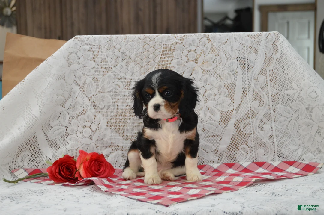 Cavalier King Charles Spaniel dogs for sale: Dorie - Ad 3