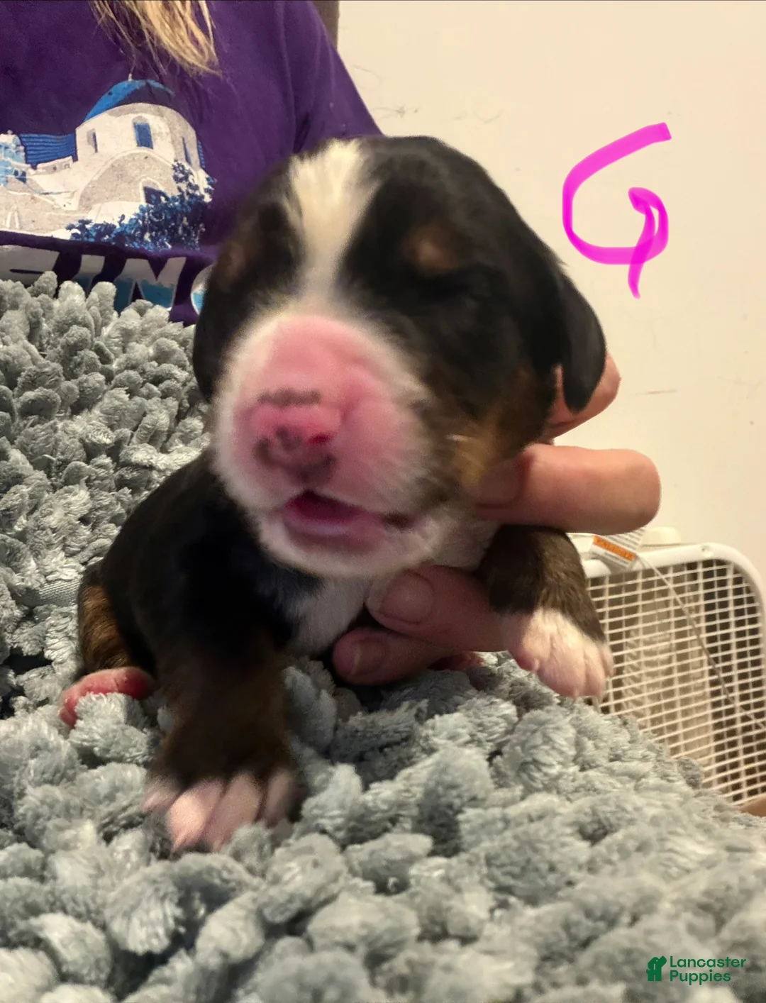 Bernese Mountain Dog dogs for sale: Pink - Ad 2