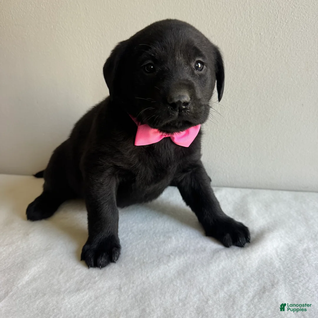 Labrador Retriever dogs for sale: Khloe - Ad 5