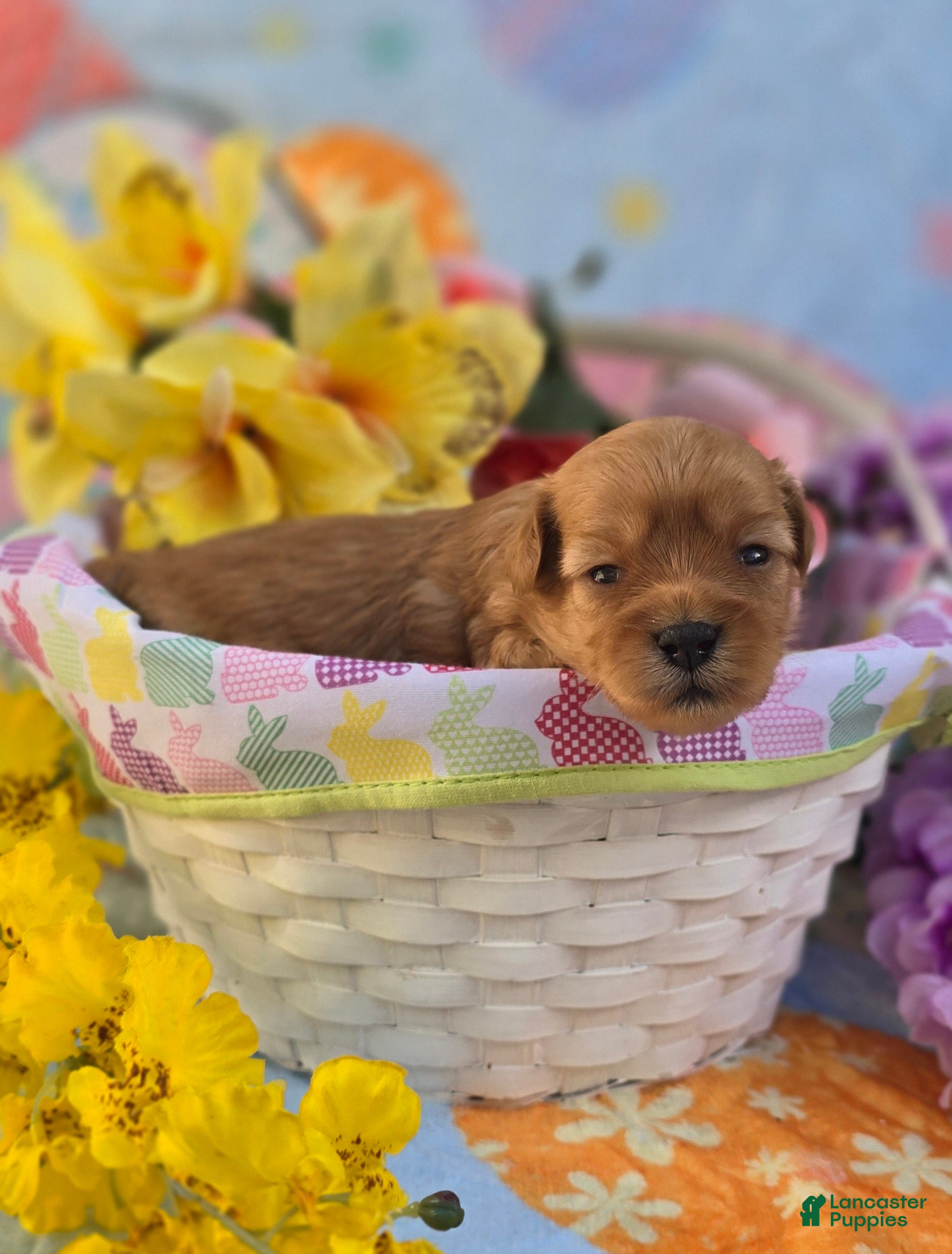 Maltipoo dogs Magic - Ad 16