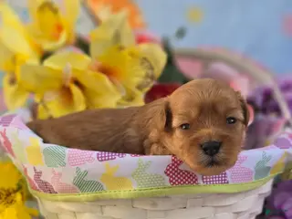 Maltipoo dogs Magic - Ad 15