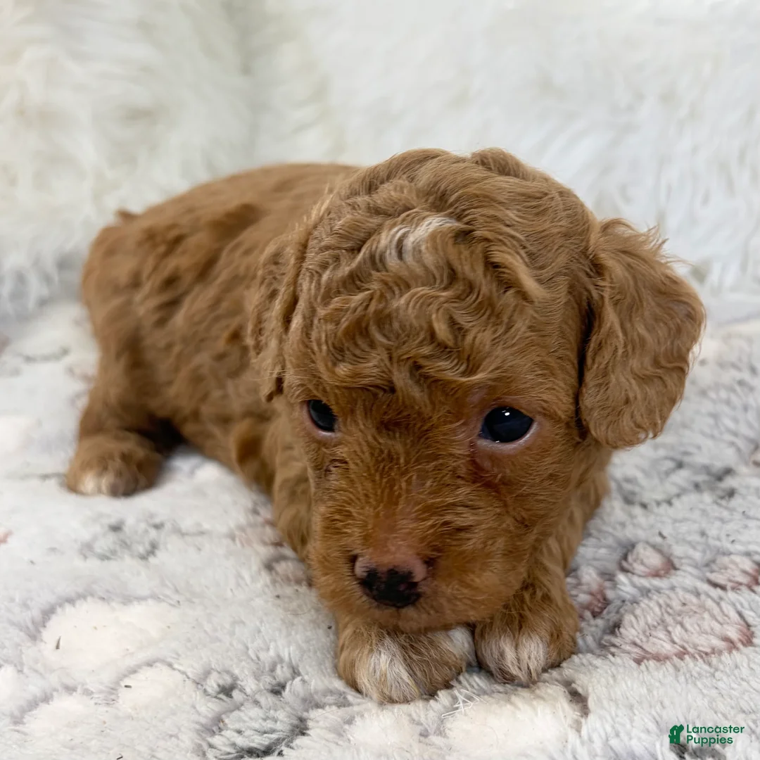 Toy Poodle dogs for sale: Asher - Ad 1
