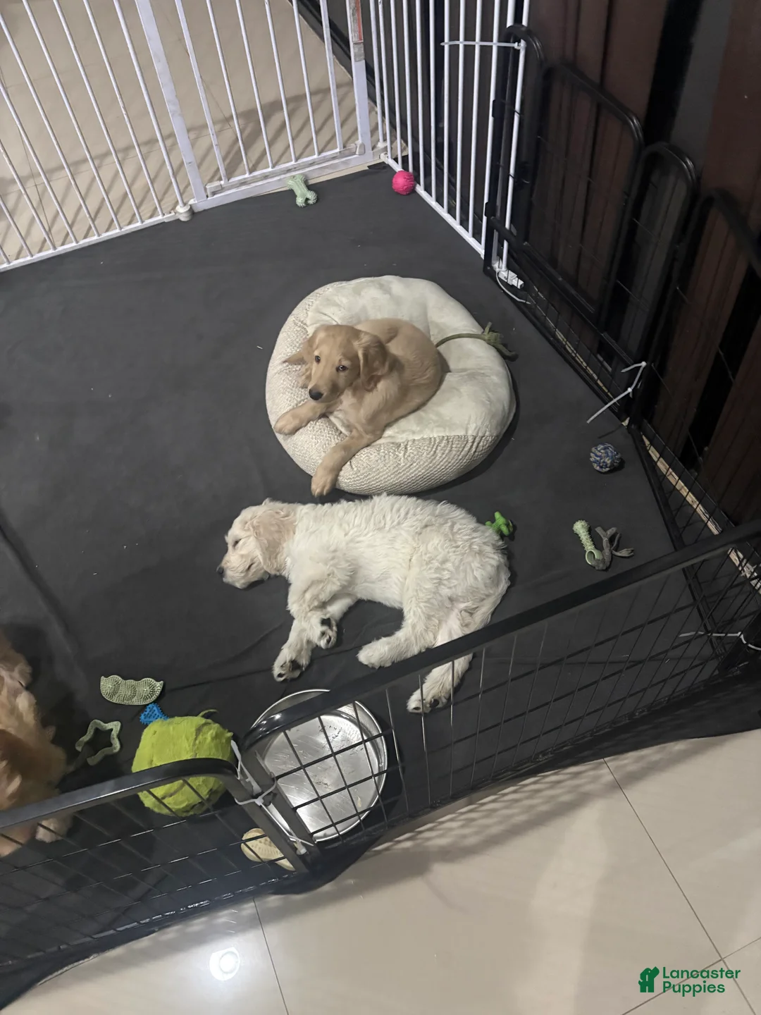 Goldendoodle dogs for sale: Seena - Ad 7