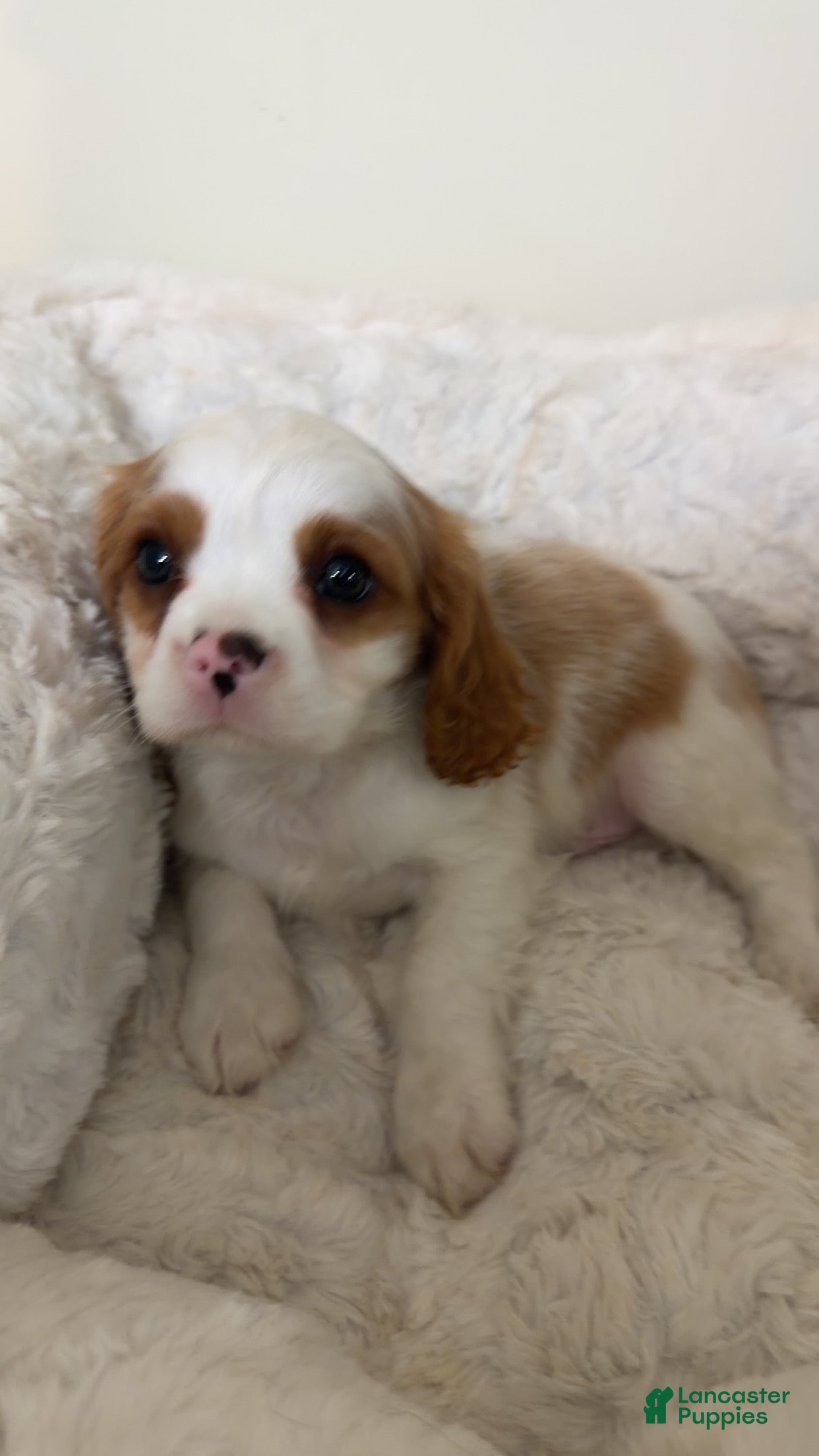 Cavalier King Charles Spaniel dogs Waffles  - Ad 5