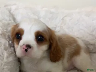 Cavalier King Charles Spaniel dogs Waffles - Ad 5