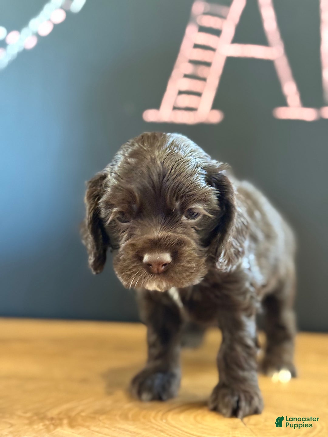 Cocker Spaniel dogs for sale: Aster - Ad 2