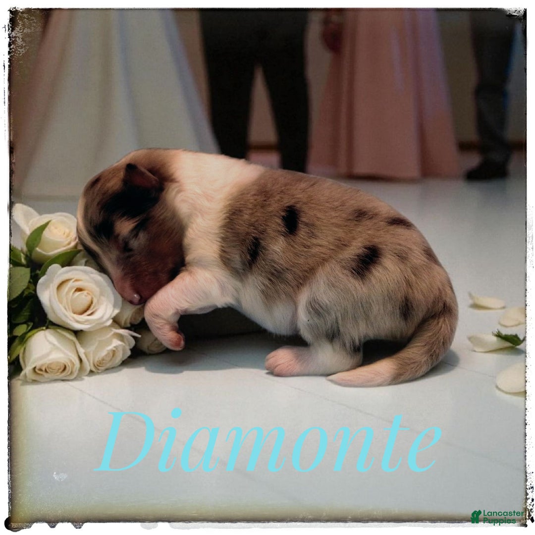 Shetland Sheepdog dogs for sale: Peridot (Perry) - Ad 3