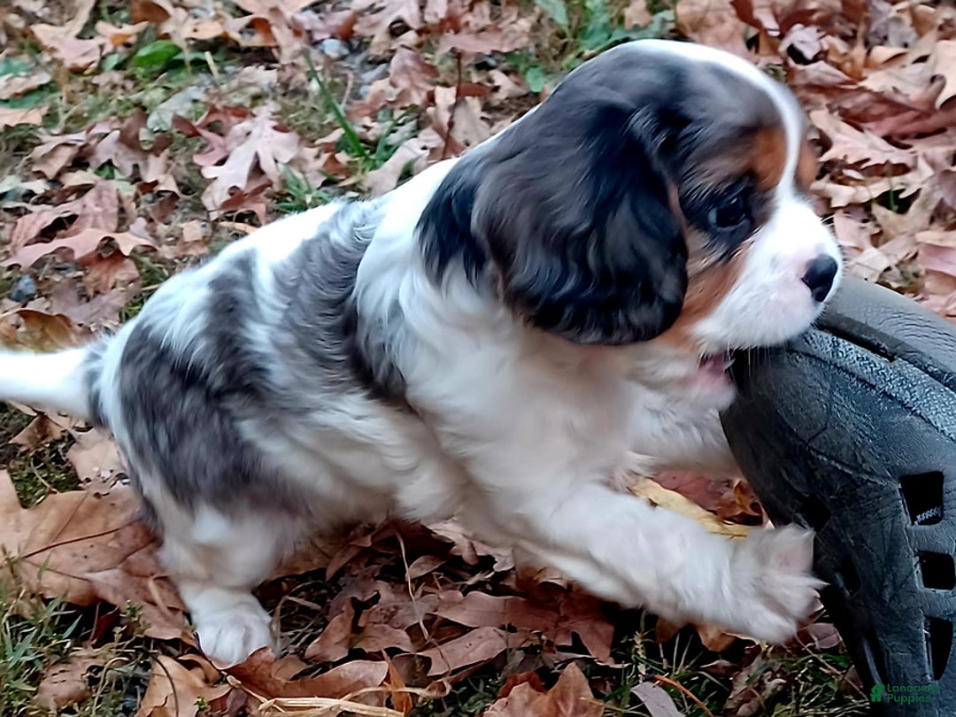 Cavalier King Charles Spaniel dogs for sale: Jim - Ad 1