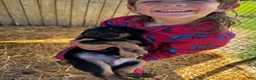 Mixed Breed dogs for sale: Doberman German shepherd  - Ad 4