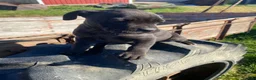 Cane Corso dogs for sale: Coco - Ad 4