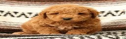 Mini Goldendoodle dogs for sale: Logan - Ad 8