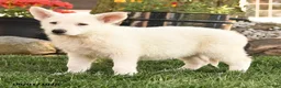 German Shepherd dogs for sale: Sandy - Ad 4