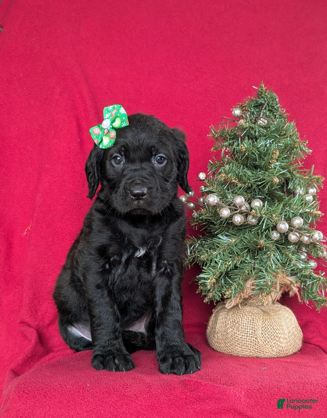 Mixed Breed dogs for sale: Audrey - Ad 3