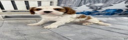 Cavalier King Charles Spaniel dogs for sale: Lucy - Ad 10