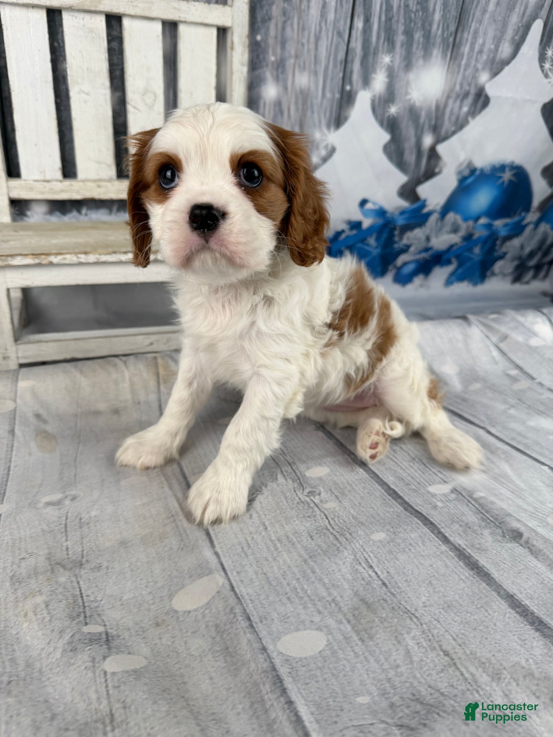 Cavalier King Charles Spaniel dogs for sale: Lucy - Ad 10