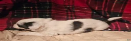 Chihuahua dogs for sale: Elmo - Ad 8