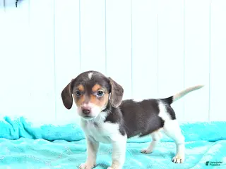 Mixed Breed dogs Marshmallow - Ad 36