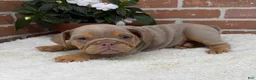 English Bulldog dogs for sale: Skye - Ad 4