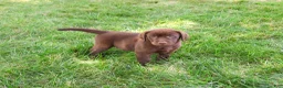 Labrador Retriever dogs for sale: Samuel  - Ad 8