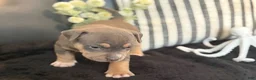 American Bully dogs for sale: Leviathan  - Ad 29