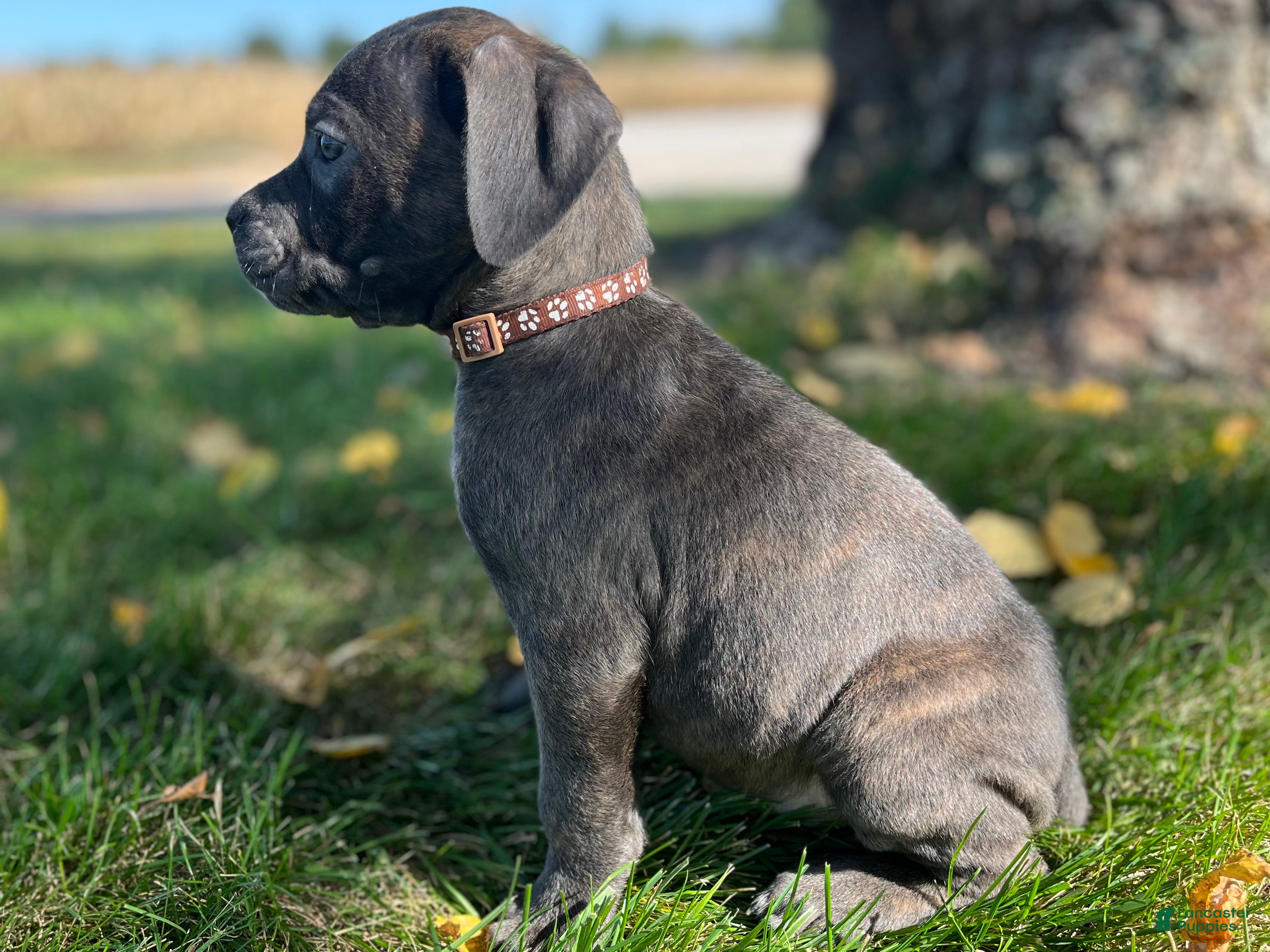 Cane Corso dogs Sawyer - Ad 2