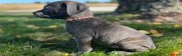 Cane Corso dogs for sale: Sawyer - Ad 2