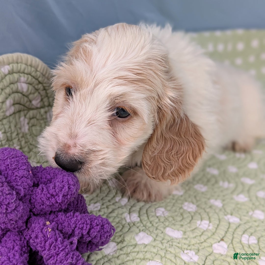 Miniature Dachshund dogs for sale: Bun Bun - Ad 4