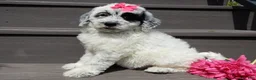 Sheepadoodle dogs for sale: Brooke-MEDIUM - Ad 7