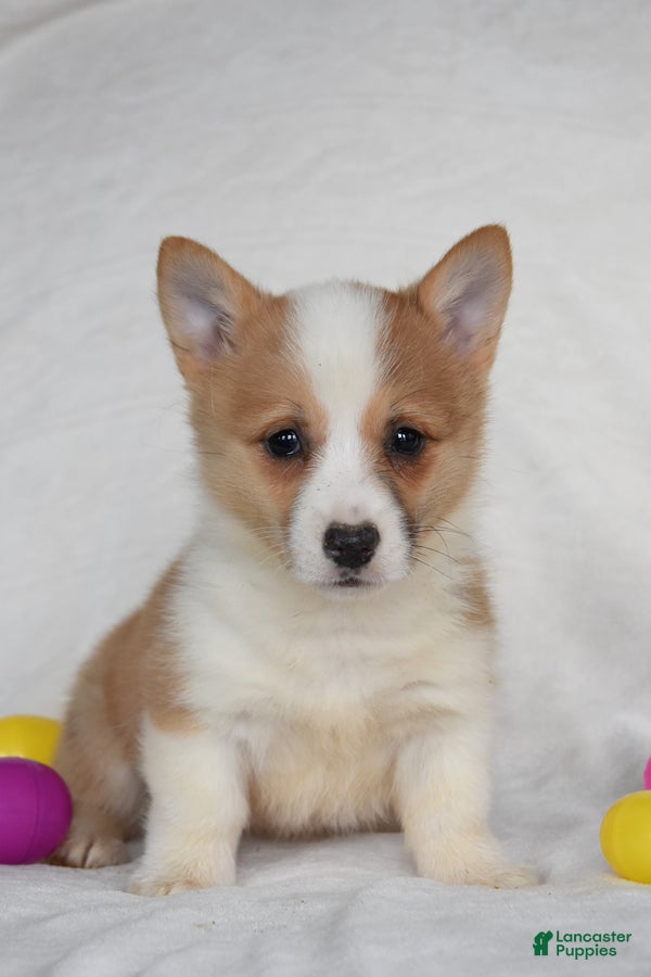 Welsh Corgi Pembroke dogs Sandy - Ad 1