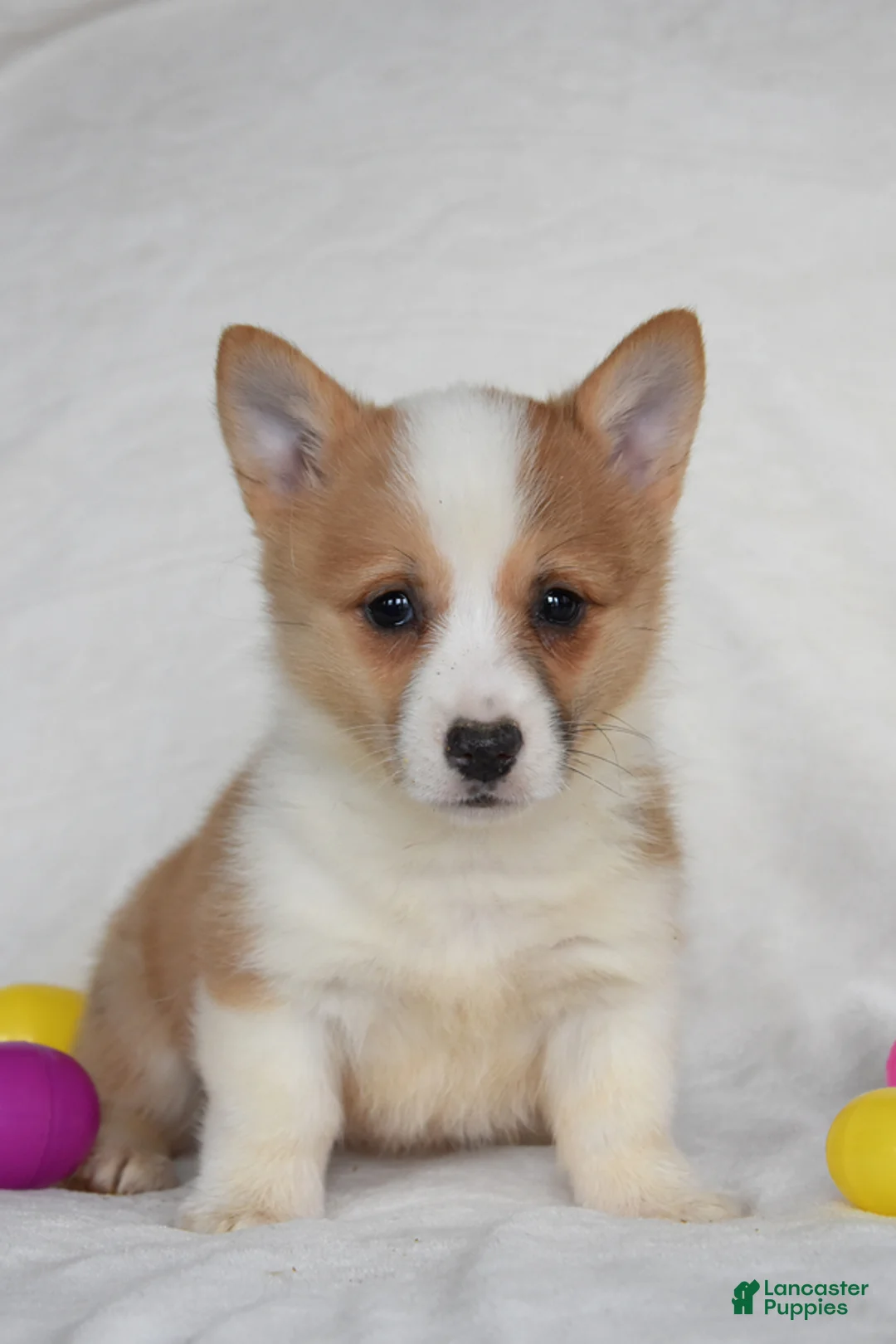 Welsh Corgi Pembroke dogs for sale: Sandy - Ad 1