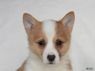 Welsh Corgi Pembroke dogs for sale: Sandy - Ad 2