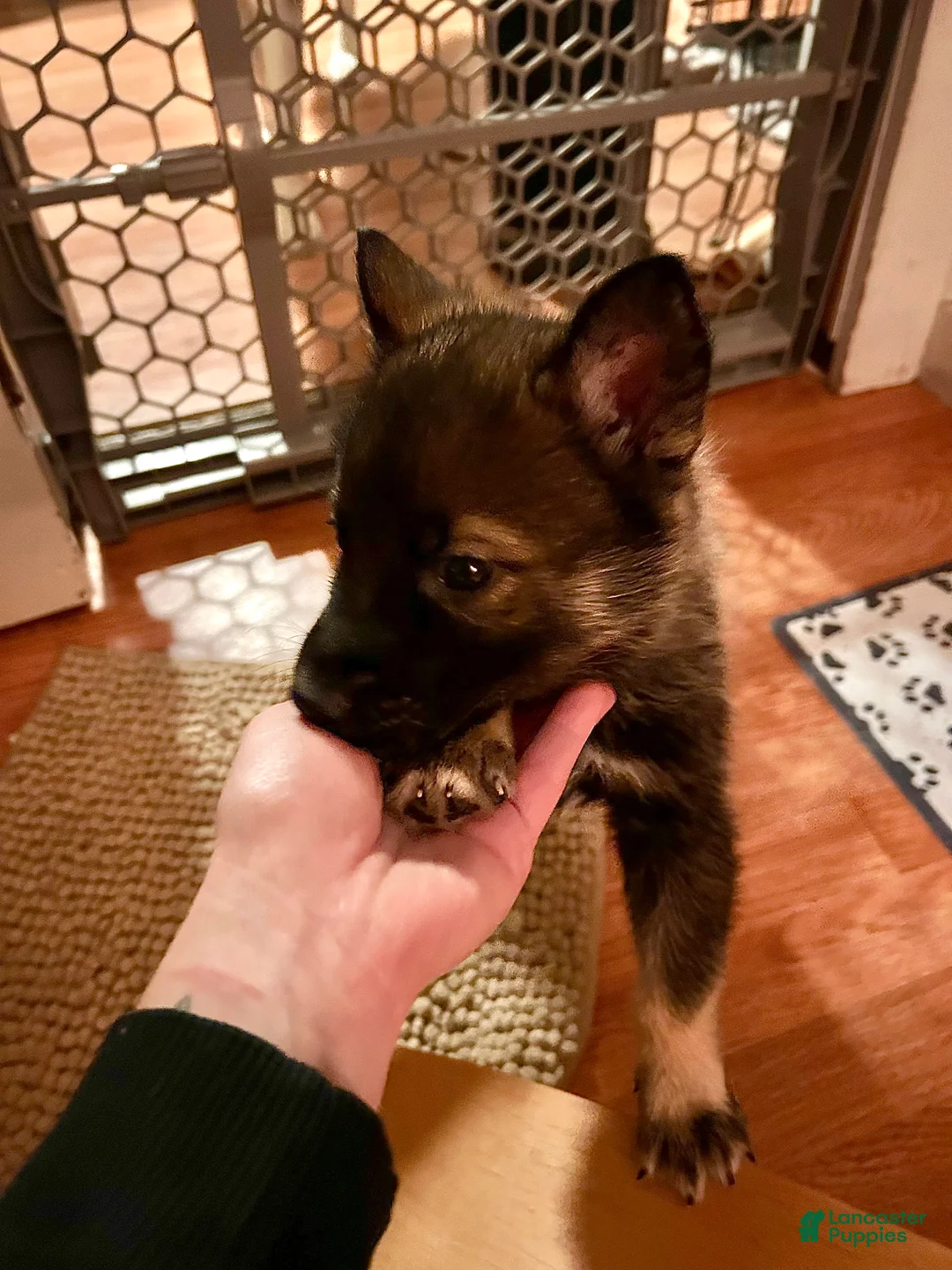 Gerberian Shepsky dogs for sale: (Magenta collar) Gerberian Shepsky Puppy 7 - Ad 1