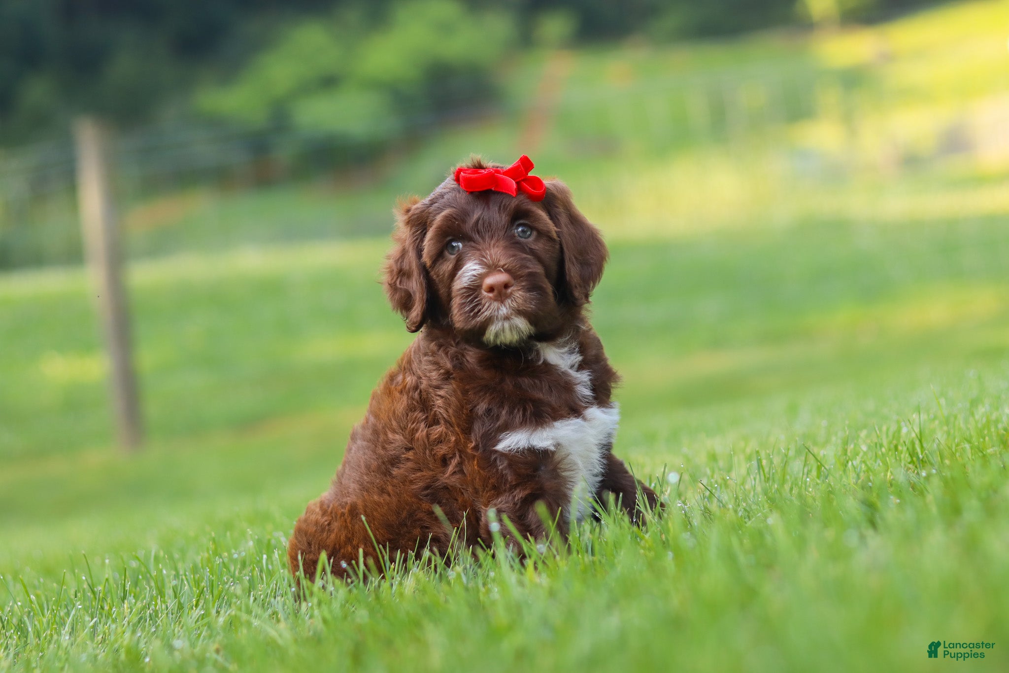 Portuguese Water Dog dogs Breeze - Ad 2