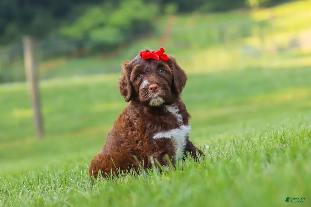Portuguese Water Dog dogs for sale: Breeze - Ad 2