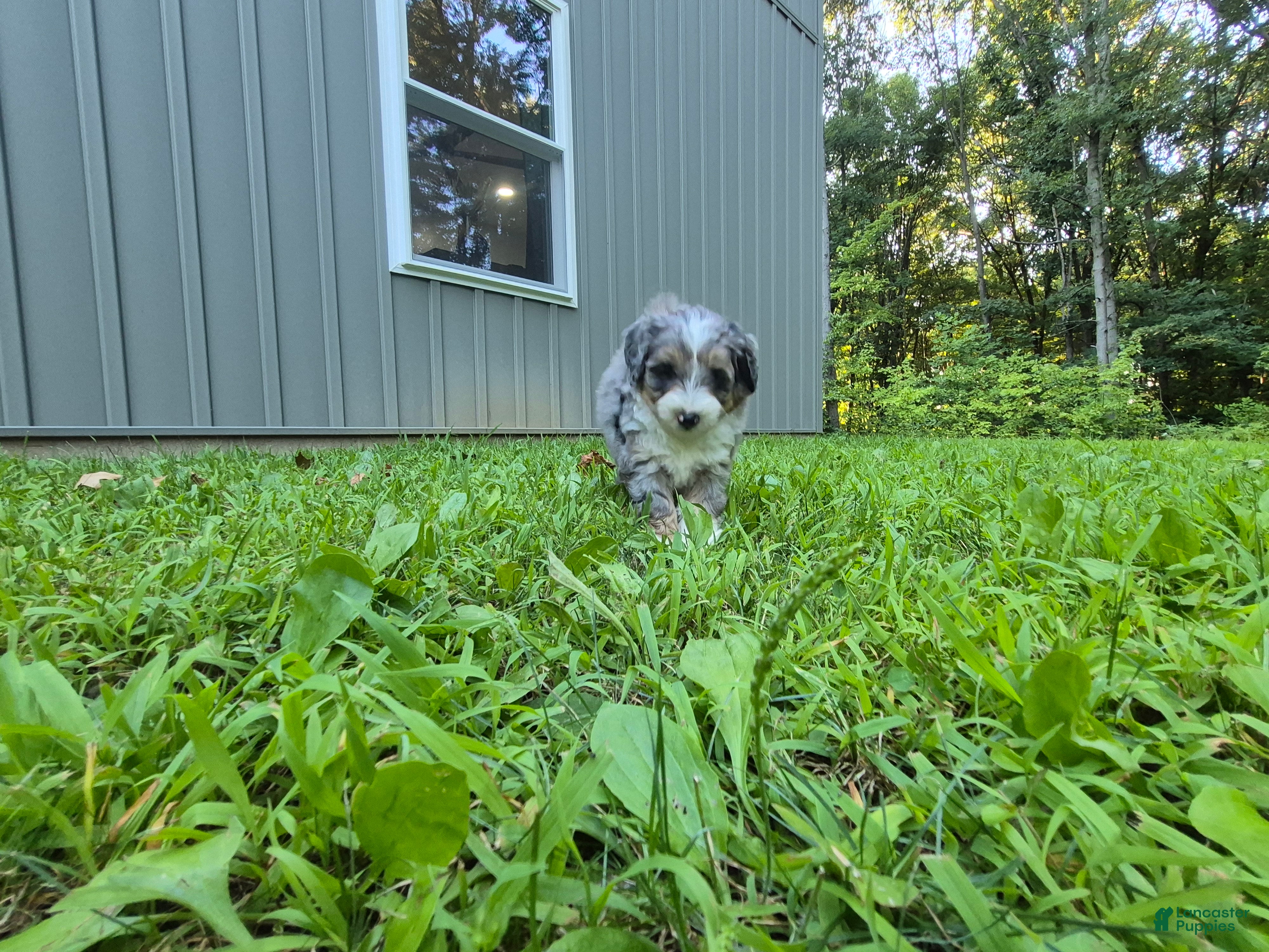 Bernedoodle dogs Max - Ad 2