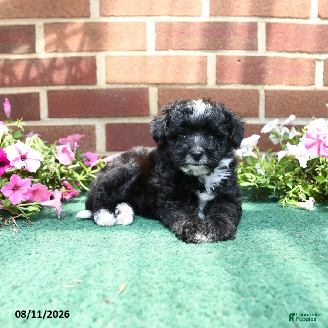 Sheltiedoodle dogs for sale: Wren - Ad 2