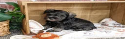 Miniature Schnauzer dogs for sale: Truman - Ad 5