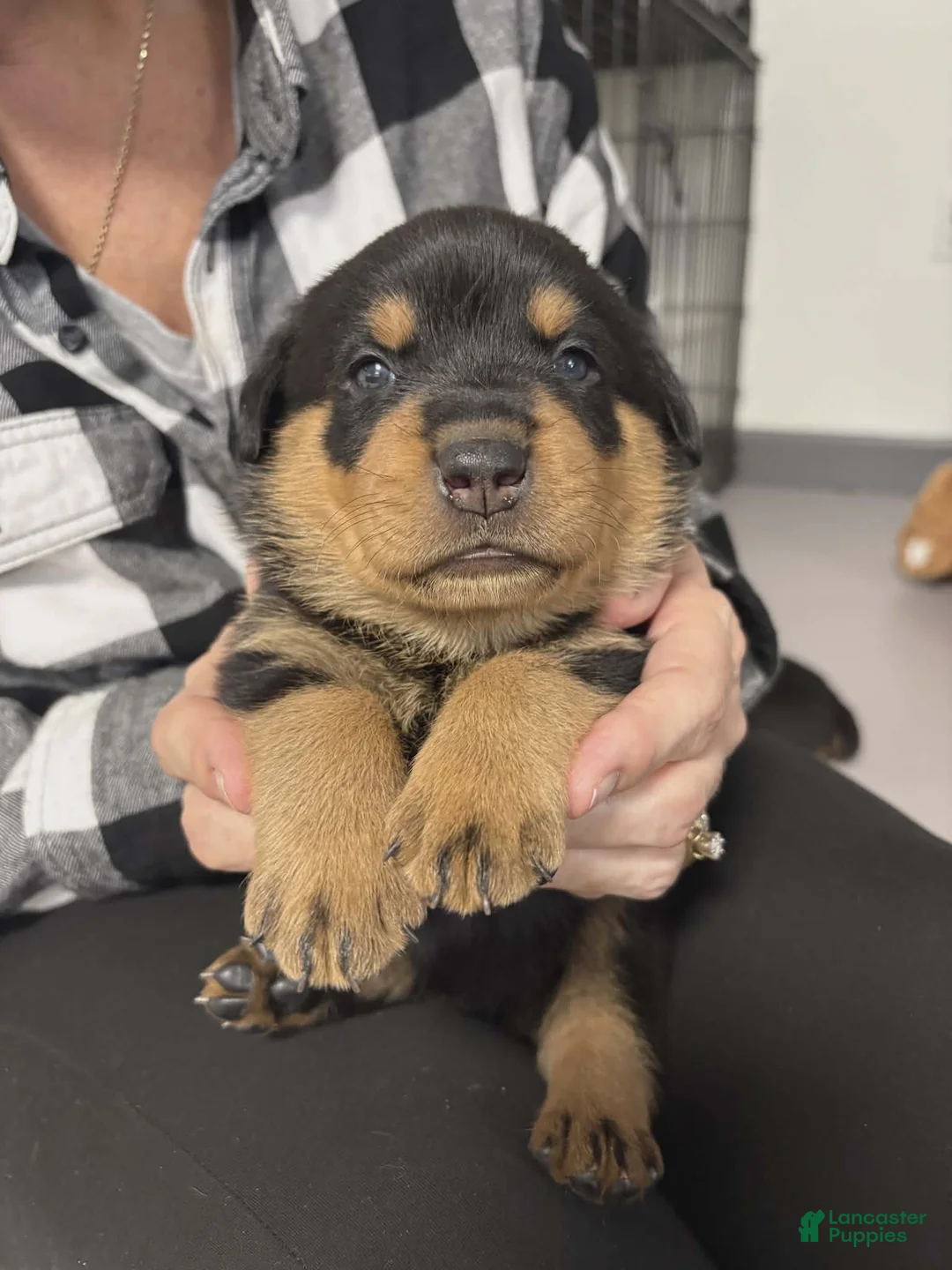 Rottweiler dogs for sale: Rottweiler Puppy 7 - Ad 11