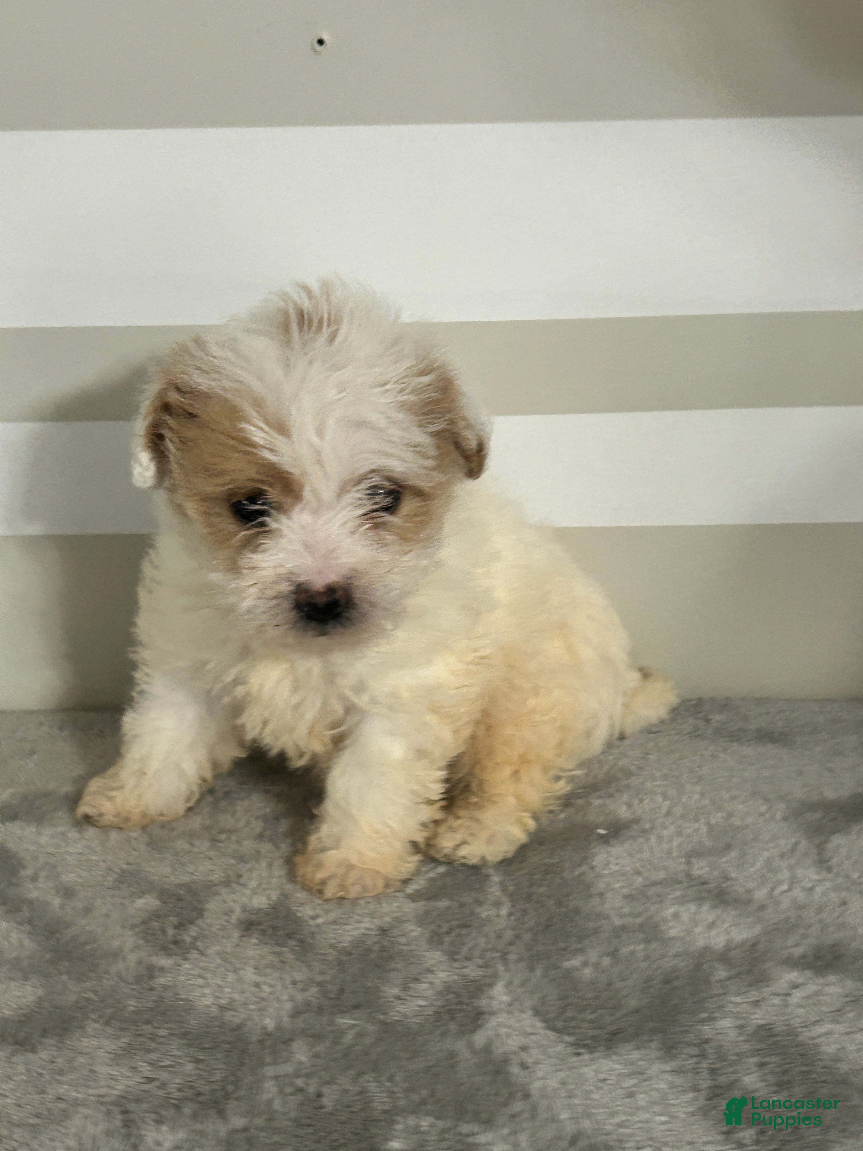 Maltipoo dogs Brandon - Ad 2