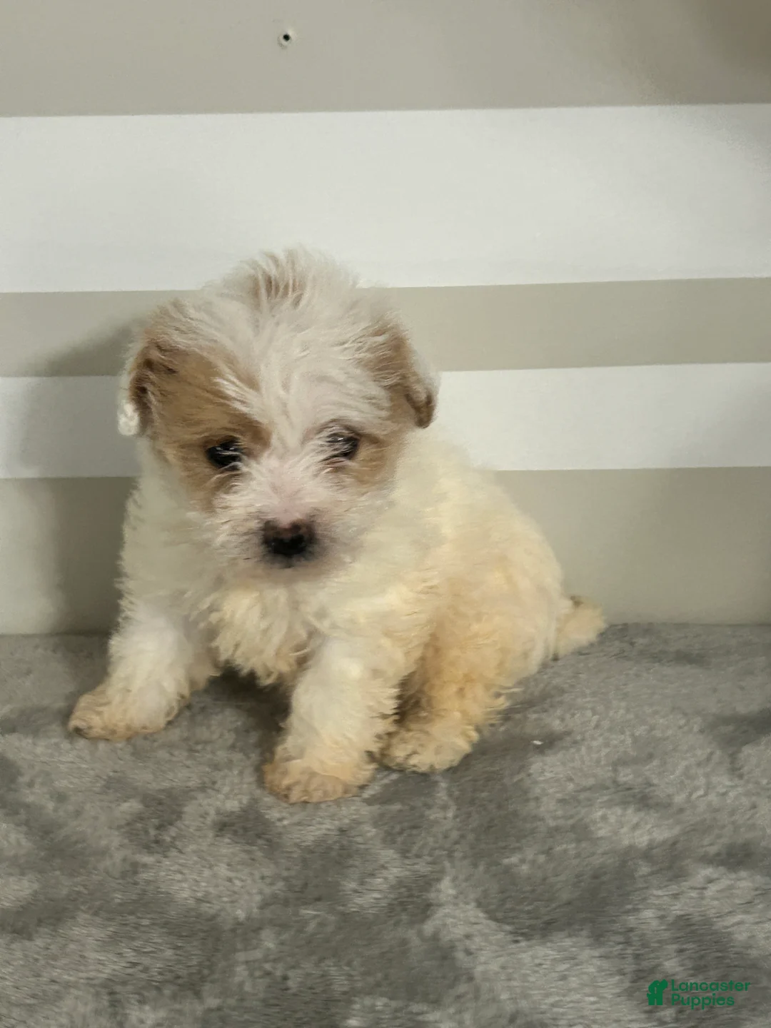 Maltipoo dogs for sale: Brandon - Ad 2