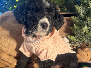 Bernedoodle dogs Australian Mountain Doodle Leslie - Ad 42